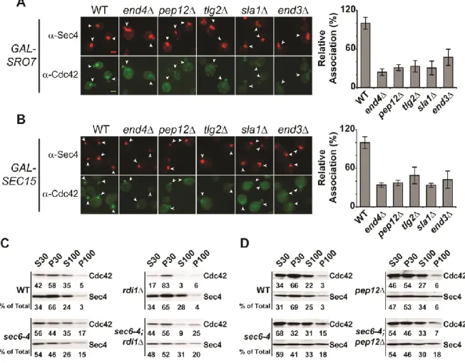 Figure 2.3 Endosomal sorting mutants show defects in Cdc42 recycling onto  post-Golgi vesicles