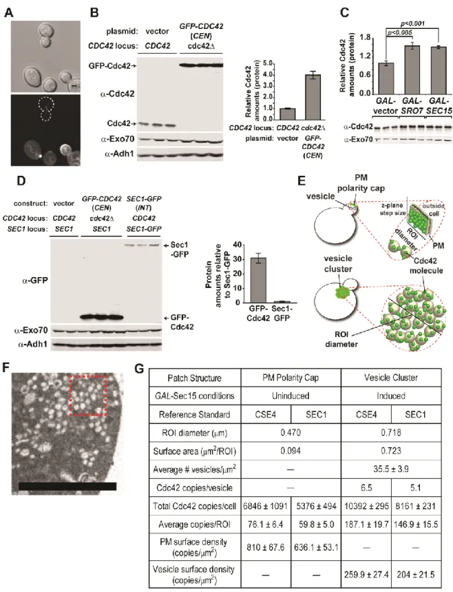 Figure 2.5 Quantitative analysis of Cdc42 density on post-Golgi vesicles and  the plasma membrane polarity cap