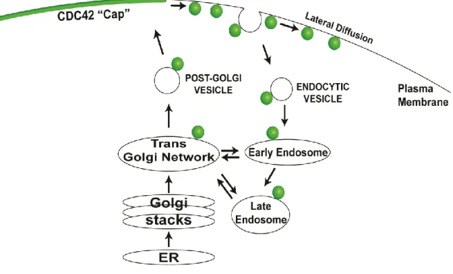 Figure 3.1 Schematic representation of the consequence of exocytic delivery  on Cdc42 polarity