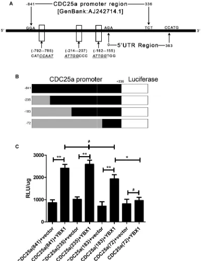 Figure 4: YBX1 bound to CDC25a promoter region and positively regulated its transcriptional activation in lung adenocarcinoma cells