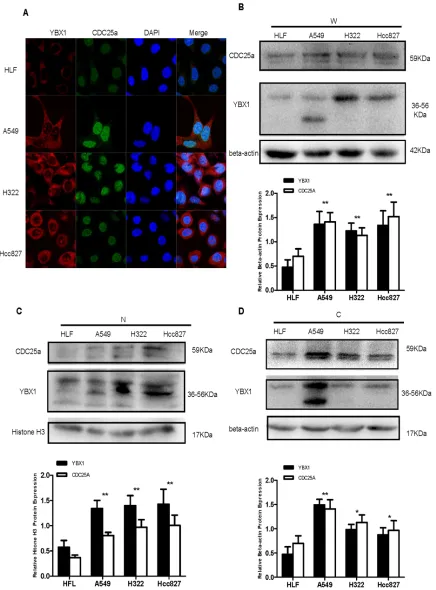 Figure 2: CDC25a and YBX1 were highly expressed in lung adenocarcinoma cell lines. A. Co-localization of CDC25a and YBX1 in HLF, A549, H322 and Hcc827 cells by IF assay