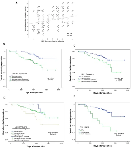 Figure 3: The scattered/correlation blot between CDC25a and YBX1 expression and survival curves of CDC25a/YBX1 expression, IASLC/ATS/ERS classification and TNM stages in 116 patients with lung adenocarcinoma