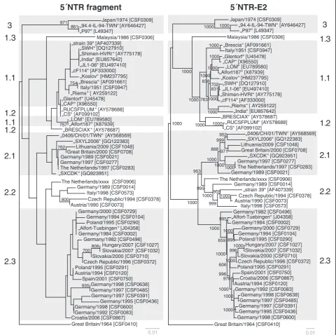 Figure 3 Phylogenetic trees based on the 5´NTR fragment and the entire 5´NTR-E2 sequences