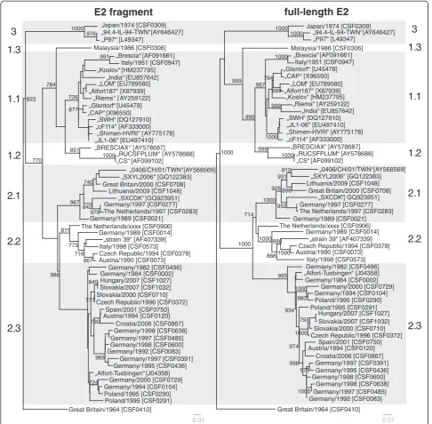 Figure 4 Phylogenetic trees based on the E2 fragment and full-length E2 encoding sequences