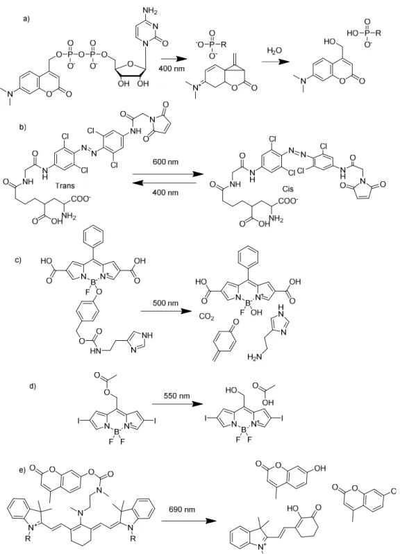 Figure 1.9.  Selected visible wavelength caging groups.  (a)  Coumarin caged GDP (b) red light sensitive  azobenzene ion channel gate (c) Bodipy release of histamine at 500 nm (d) an alternative Bodipy cage that  functions more like a coumarin (e) A cyanin