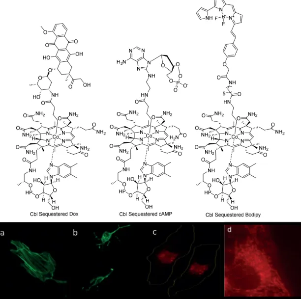 Figure 1.11.  Cobalamin sequestered small molecules.  (top) The structure of three cobalamin sequestered  small molecules: Doxorubicin, cAMP, and Bodipy 650