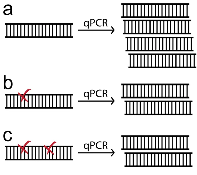 Figure 2.3- Poisson statistics are required to determine the number of DNA lesions from the  quantitative PCR assay(a) Undamaged duplex DNA gives rise to four daughter strands are one  round of PCR