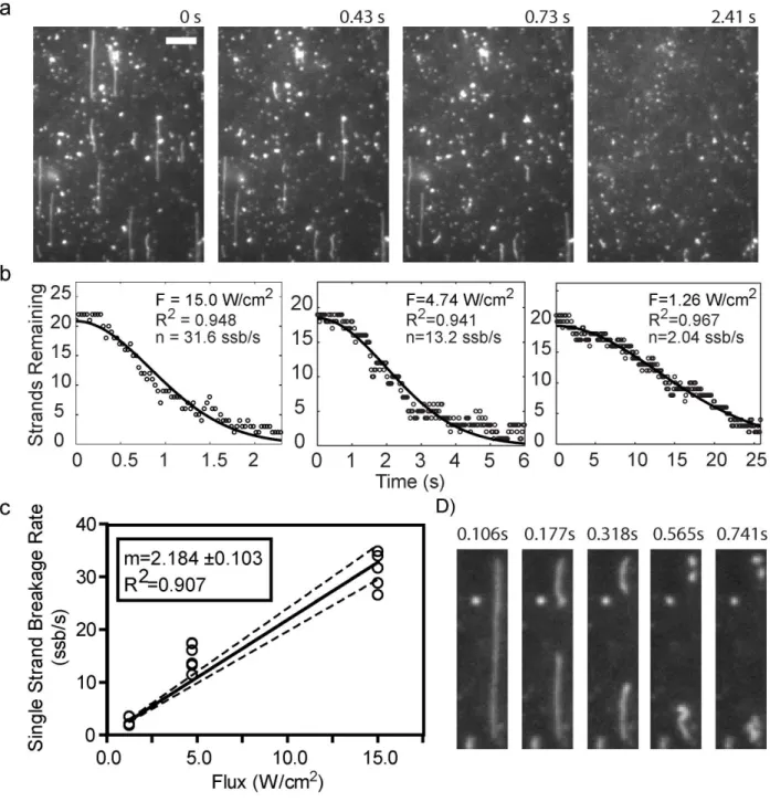 Figure 3.1- SMI strand cleavage assay and damage quantification for flow-stretched, YOYO- YOYO-stained lambda DNA at a dye to nucleotide ratio of 1:4.(a) Movie stills depicting time resolved  strand breakage