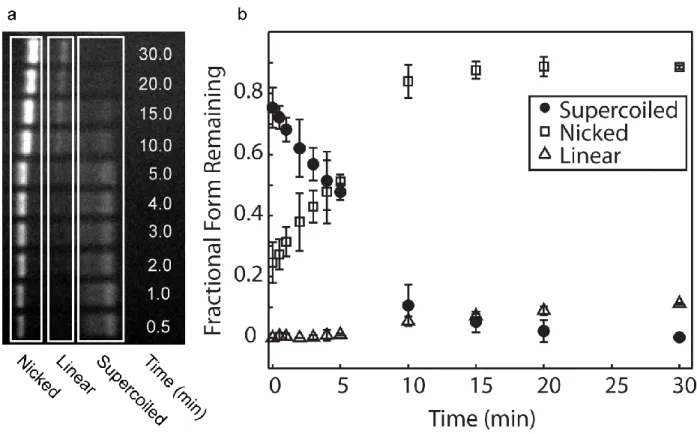 Figure 3.2- Ensemble breakage assay and damage quantification.(a) Gel image of YOYO- YOYO-stained plasmid DNA samples (dye staining ratio of 1:10) that had been irradiated by an  unfocused 488 nm laser for the times indicated
