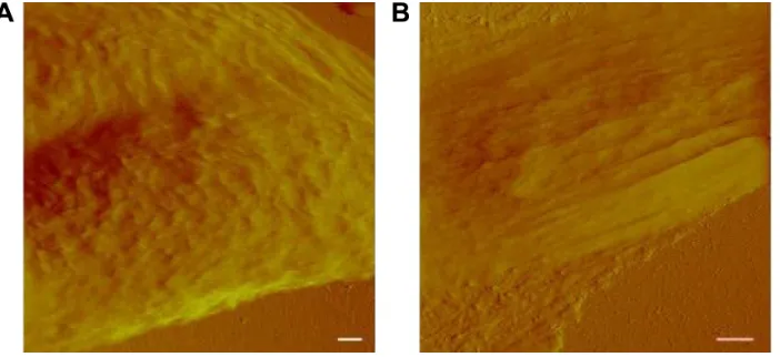 Figure 5 Schematic demonstration of the nanoindentation technique of an individual cell.