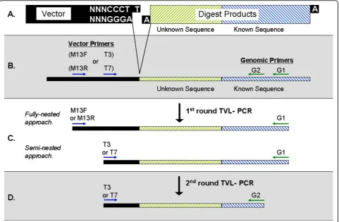 Figure 1 Overview of TVL-PCR. A. A pool of chimeric templates is generated using a ligation reaction that joins end-repaired genomicrestriction fragments to TOPO vectors