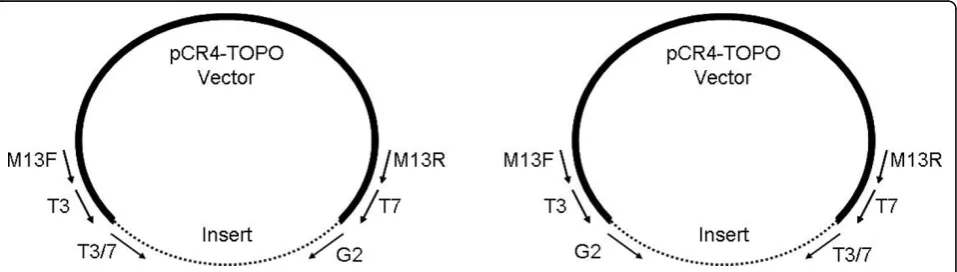Figure 2 Recombinant vector with primer sites and alternate insert orientations. For sequencing, the products generated by TVL-PCR mustbe cloned into the TOPO vector