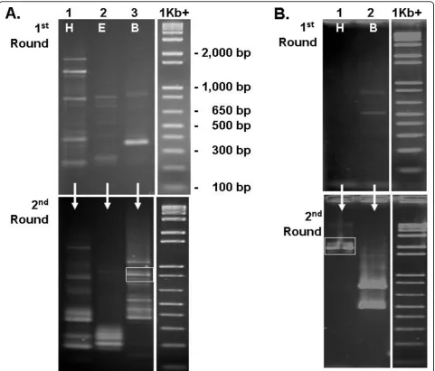 Figure 3 Extension of sequence from clone 143-2-1 in the 5from templates prepared usinggenerate second round products (bottom)