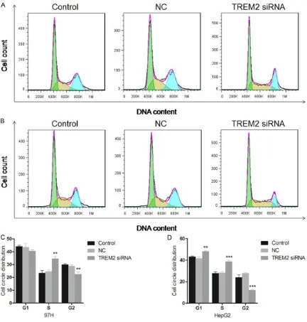 Figure 4. Effect of TREM2 siRNA on the cell cycle in liver cancer cell lines 97H and HepG2