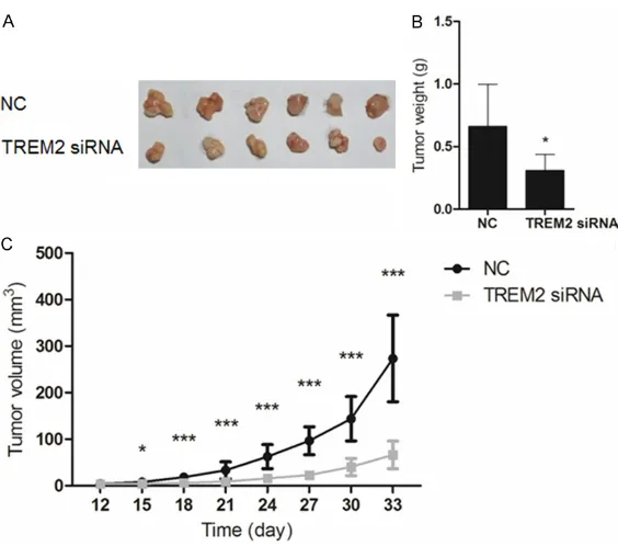 Figure 6. Effect of TREM2 siRNA on the growth of liver tumor in athymic nude mice. A, B