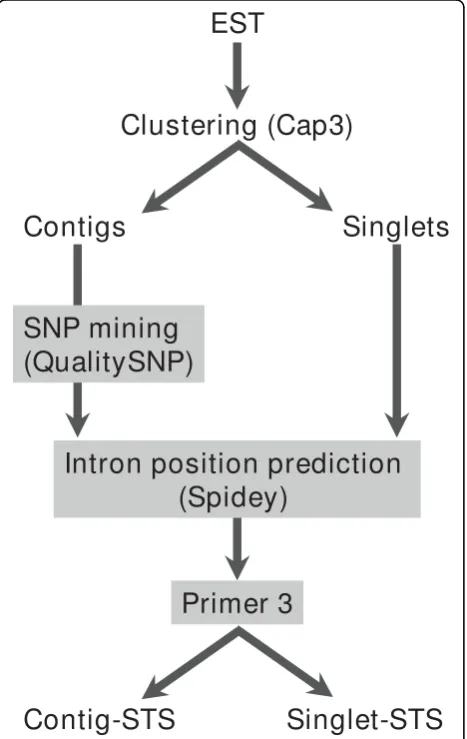 Figure 1 Diagrammatic representation of primer designmethod.