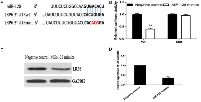 Figure 3. LRP6 is a direct target of miR-128 in CRC. A. The 3’-UTR of LRP6 mRNA contained a target site for miR-128