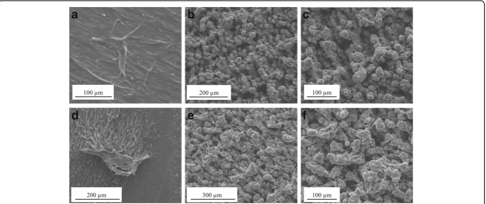 Fig. 5 MTT cell metabolic activity assay. hUC-MSC and CHO-k1 celladhesion and proliferation results on the two different types of titaniumdiscs (laser-processed titanium (LPT) and Ti control) at different times(3 h, and 1, 3, and 7 days)