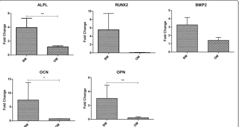 Fig. 8 Gene expression of osteogenic markers ALPL, RUNX2, BMP2, OCN, and OPN in hUC-MSCs following culture on laser-processed titanium (LPT)for 7 days in basal medium (BM) and osteogenic medium (OM)