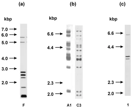 FIG. 3. (a) IS901types were detected in ﬁve isolates from pigs and one isolate from peat (line 1)
