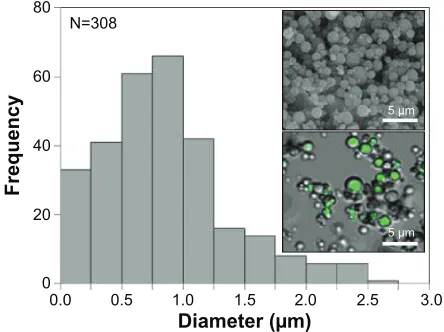 Figure 1 Size histogram of fibroin microspheres and scanning electron and confocal micrographs (inserts).