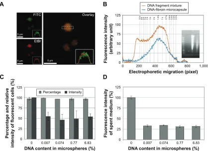 Figure 3 Cellular uptake and release of fibroin microspheres.fluorescent cells and the fluorescence intensity of the spent culture medium according to the number of times the medium was replenished (Notes: A series of inverted phase-contrast microscope ima