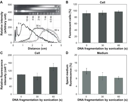 Figure 5 The effect of cargo DNA fragmentation on microsphere ingestion.Notes: Densitometry of DNA fragments prepared by sonication for 0 s, 30 s, and 60 s (A)