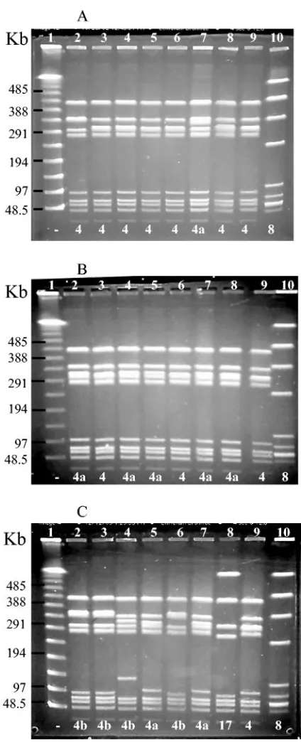 TABLE 2. Distribution of 39 NT and 45 serotype V GBS isolatesclassiﬁed within PFGE proﬁle group 4