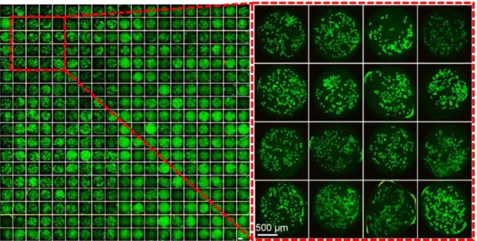 Figure 1.9.  Fluorescence images of an on-chip array of 342 droplets with A549  cells