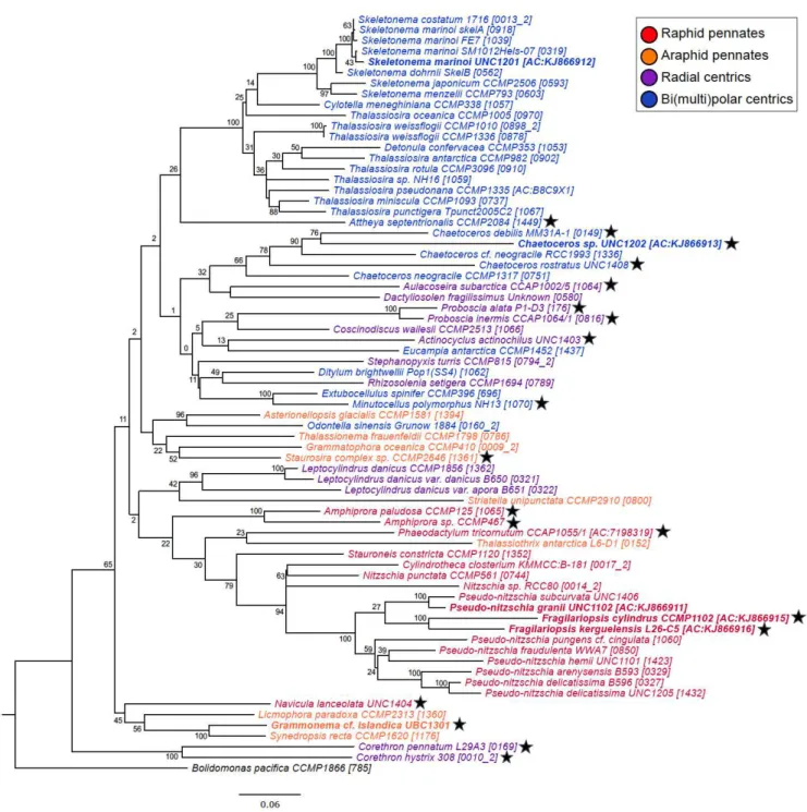 Figure 1.5. Diatom MetH sequence phylogenetic tree showing the relationship between MetH  and possession of a MetE gene as indicated with a star by the diatom name