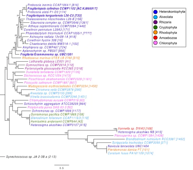 Figure 1.6. Eukaryotic protist MetE sequence phylogenetic tree showing evolutionary grouping  of the MetE gene