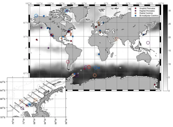 Figure 1.6B. The distribution of diatom species possessing MetE according to current genomic  and transcriptomic data