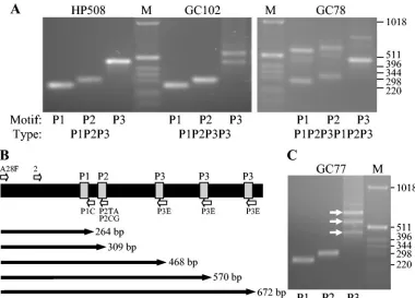 TABLE 2. Primers used for the ampliﬁcation of cagA TPMs