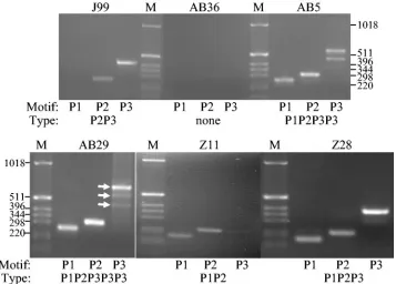 FIG. 2. PCR ampliﬁcation of cagAstrain J99 lacks the P1 motif, and strain AB36 does not possessZ11, and Z28 were used to amplify thecag2 (Z11 and Z28) and the reverse primers cagA-P1C (P1), cagA-P2CG and cagA-P2TA (equimolar mixture; P2), or cagA-P3E (P3)