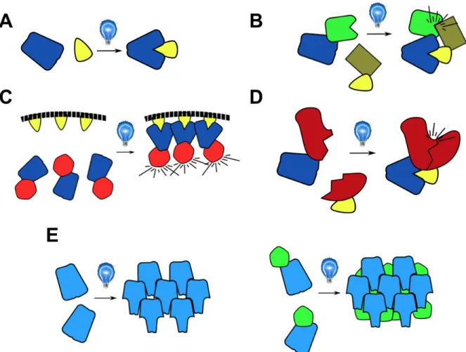 Figure 1.5 Schematic of light induced heterodimerization and oligomerization. A) Light  inducible heterodimer pair (Used in B-D) B) Light induced co-localization of green and brown  proteins