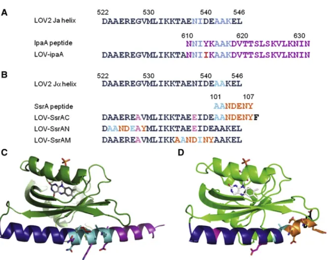 Figure 2.2 Sequence alignment of AsLOV2 and peptides. (A) Sequence alignment of  AsLOV2-Ja, ipaA, and LOV-ipaA