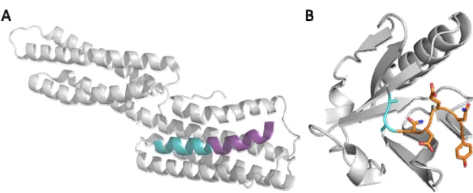Figure 2.3 Crystal structures of peptides binding native partners. (A) Structure of ipaA  (cyan and purple) binding the vinculinD1 subdomain (white)