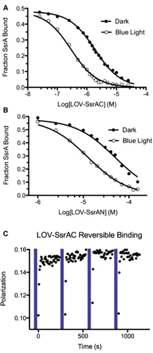 Figure 2.6 LOV-SsrA binding to SspB. (A and B) Competitive binding assay of LOV- LOV-SsrAC (A) or LOV-SsrAN (B) to an equilibrium solution of SspB and 5(6)TAMRA-SsrA