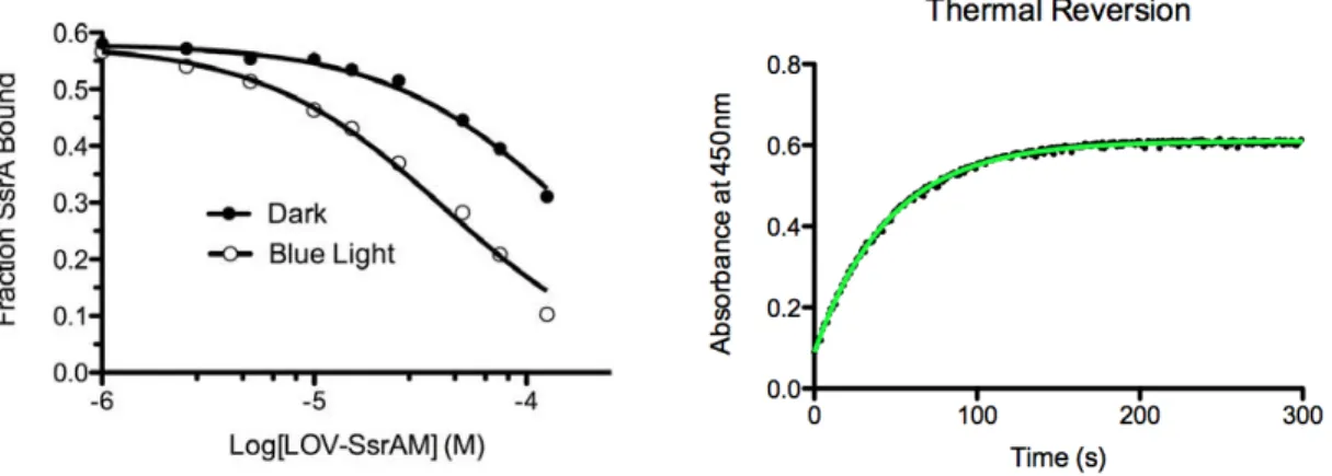 Figure 2.7 LOV-SsrAM binding to SspB and kinetics of LOV-SsrAC. (Left) Binding of  LOV-SsrAM to SspB as measured through the fluorescence polarization competition assay  described in Experimental Procedures