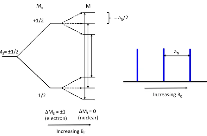 Figure 1.6 Energy level diagram demonstrating the hyperfine interaction and observable transitions  of a radical coupled to a neighboring nucleus with I=1  