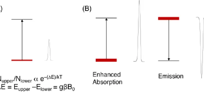 Figure  1.10    (A)  Energy  level  diagram  of  a  single  electron  in  the  magnetic  field  with  population  distribution  in  these  two  level  (B)  Spin  polarization:  Enhanced  absorption  and  emission  observe  because excess population is crea