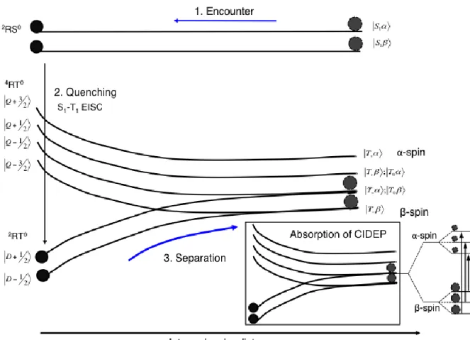 Figure  1.13  Energy  levels  of  a  radical–triplet  pair  as  a  function  of  their  separation