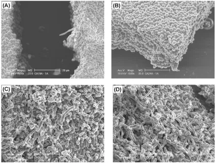 FIG. 5. SEM images showing the bioﬁlm architecture of different Candidapore size, 12density of the latter two species than that of bioﬁlms on polycarbonate microporous ﬁlters (diameter, 25 mm; �m; Millipore)