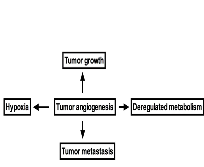 Figure 1.1: Examples of interaction of tumor angiogenesis with tumor microenvironment