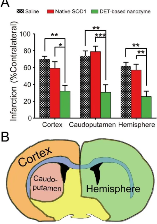 Figure 3.6 DET-based nanozyme reduced infarct volumes in the mouse MCAO model of  ischemic stroke