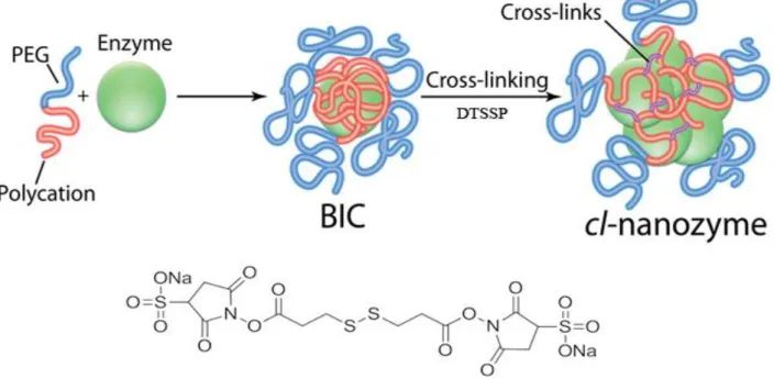 Figure 2.1 Schematic representation of cl-nanozyme 