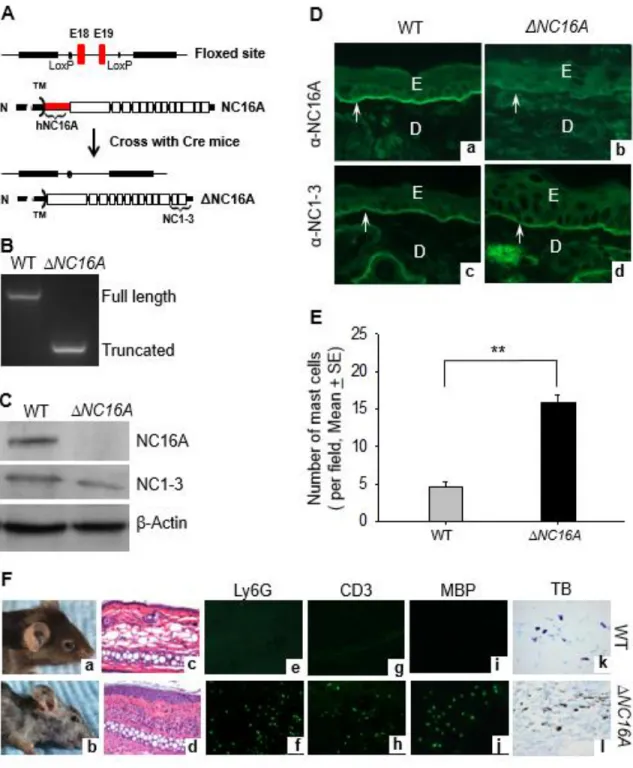 Fig. 2.1. BP180 dysfunction ΔNC16A mice develop spontaneous skin  inflammation.  