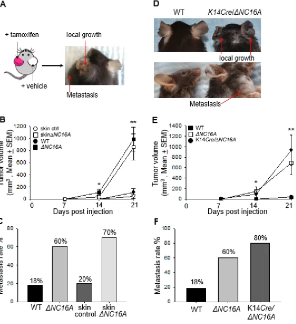 Fig. 2.3. Skin- and basal keratinocyte-specific BP180 dysfunction are sufficient to  promote B16 melanoma progression