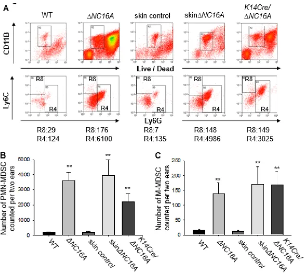 Fig. 2.5. Whole body-, skin- and basal keratinocyte-specific ΔNC16A mice have  increased infiltration of MDSCs in the skin