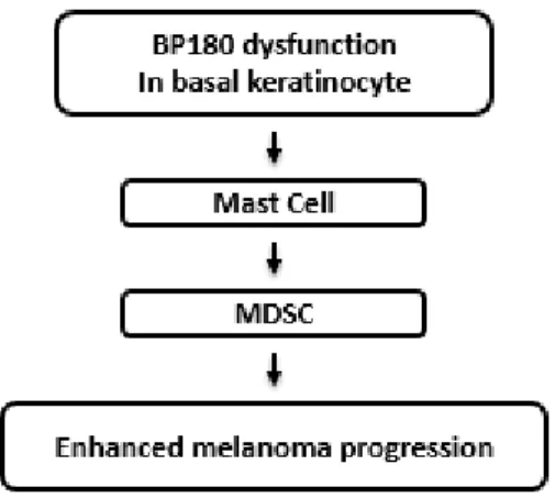 Fig. 2.7. BP180 dysfunction in skin basal keratinocyte triggers MC infiltration into  skin, which leads to MDSC promoted melanoma progression